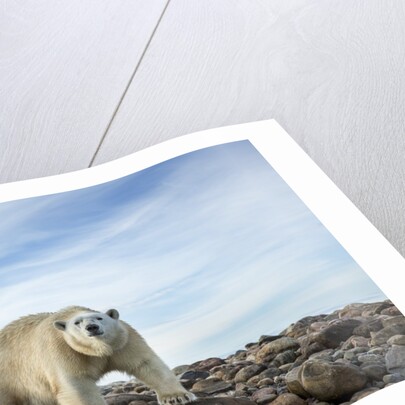 Polar Bear, Hudson Bay, Nunavut, Canada by Anonymous