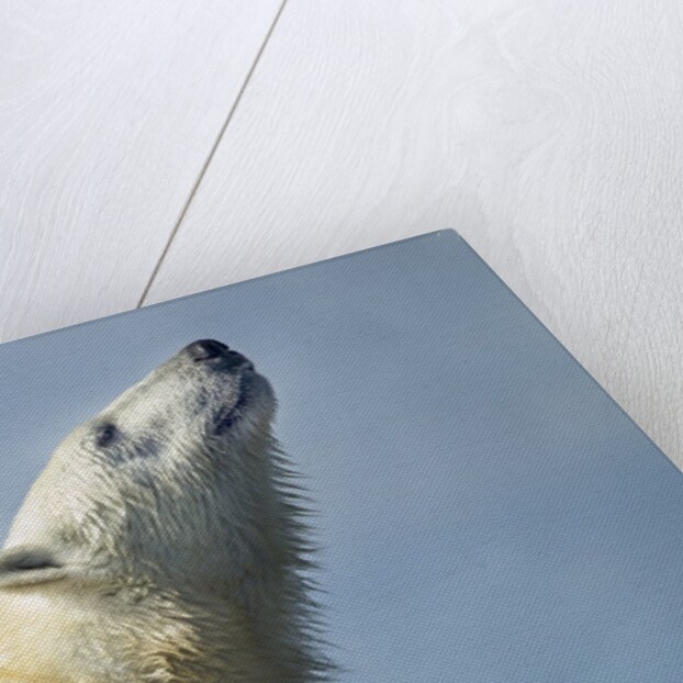 Polar Bear, Hudson Bay, Nunavut, Canada by Anonymous