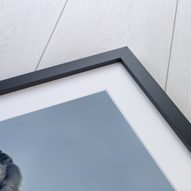 Polar Bear, Hudson Bay, Nunavut, Canada by Anonymous