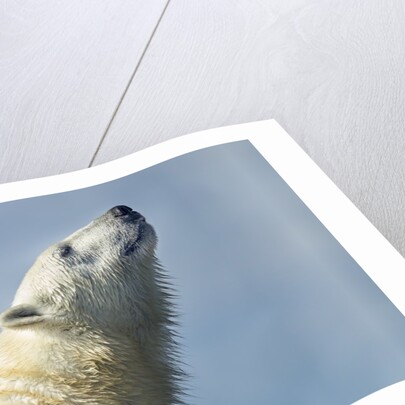 Polar Bear, Hudson Bay, Nunavut, Canada by Anonymous