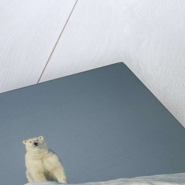 Polar Bear on Iceberg, Hudson Bay, Nunavut, Canada by Anonymous