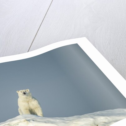 Polar Bear on Iceberg, Hudson Bay, Nunavut, Canada by Anonymous