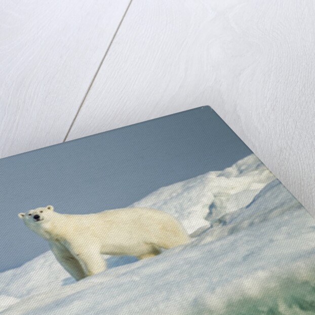 Polar Bear on Iceberg, Hudson Bay, Nunavut, Canada by Anonymous