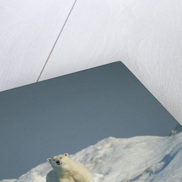 Polar Bear on Iceberg, Hudson Bay, Nunavut, Canada by Anonymous