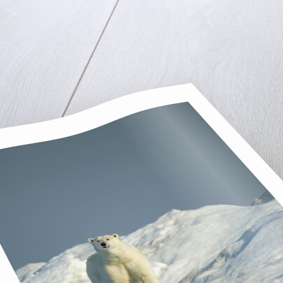 Polar Bear on Iceberg, Hudson Bay, Nunavut, Canada by Anonymous