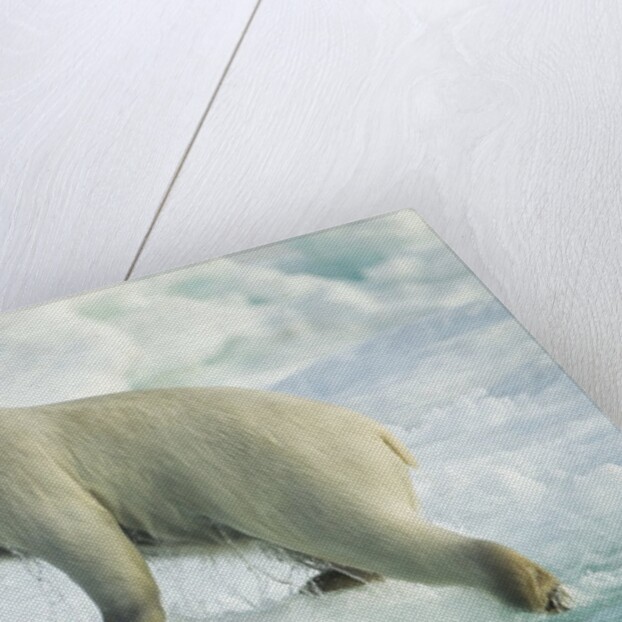 Polar Bear on Iceberg, Hudson Bay, Nunavut, Canada by Anonymous