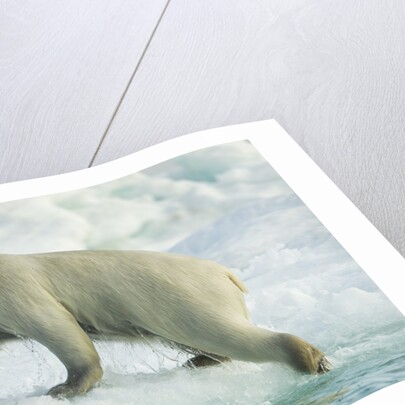 Polar Bear on Iceberg, Hudson Bay, Nunavut, Canada by Anonymous