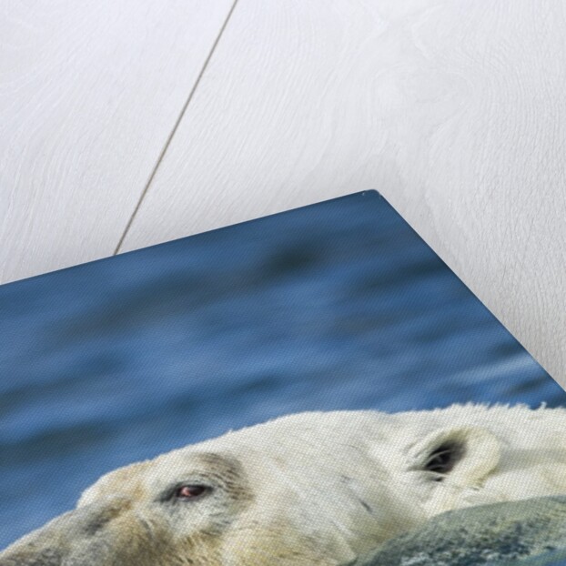 Swimming Polar Bear, Hudson Bay, Nunavut, Canada by Anonymous