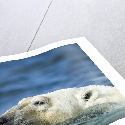 Swimming Polar Bear, Hudson Bay, Nunavut, Canada by Anonymous