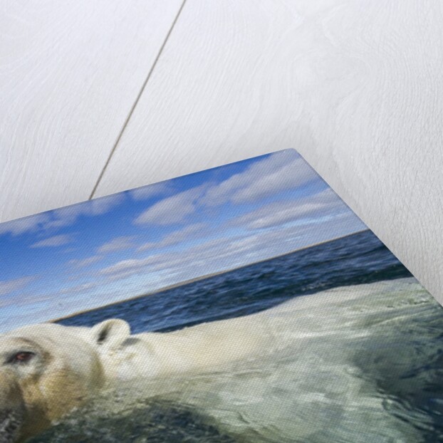 Swimming Polar Bear, Hudson Bay, Nunavut, Canada by Anonymous