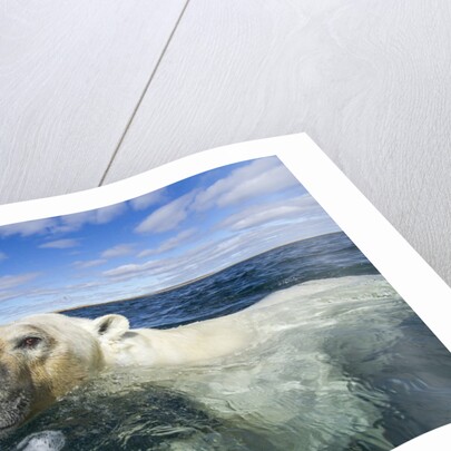 Swimming Polar Bear, Hudson Bay, Nunavut, Canada by Anonymous