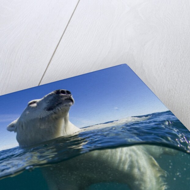 Polar Bear, Hudson Bay, Nunavut, Canada by Anonymous