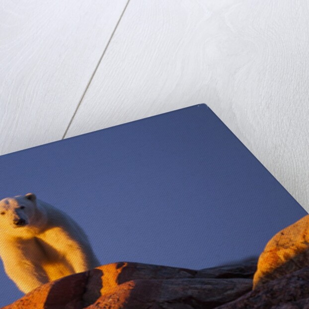 Polar Bear, Hudson Bay, Nunavut, Canada by Anonymous