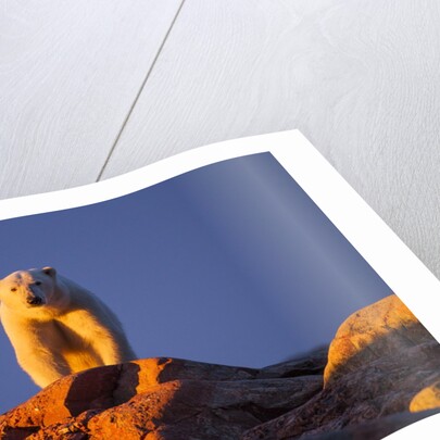 Polar Bear, Hudson Bay, Nunavut, Canada by Anonymous