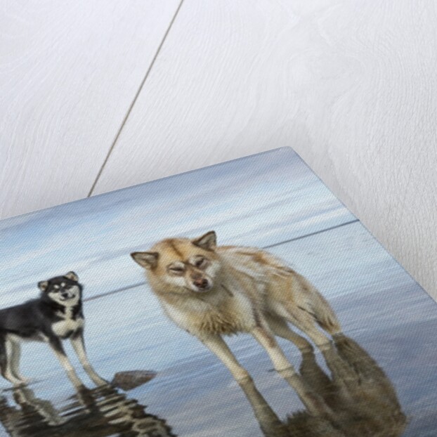 Sled Dogs, Nunavut, Canada by Anonymous