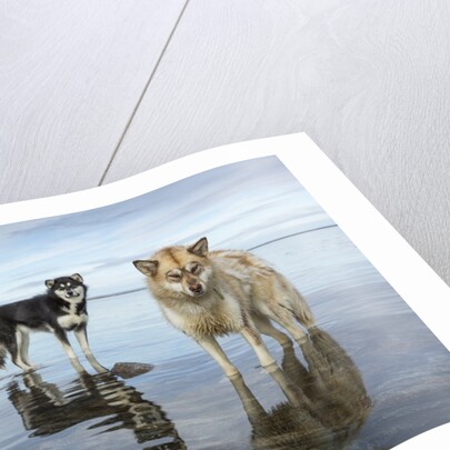 Sled Dogs, Nunavut, Canada by Anonymous