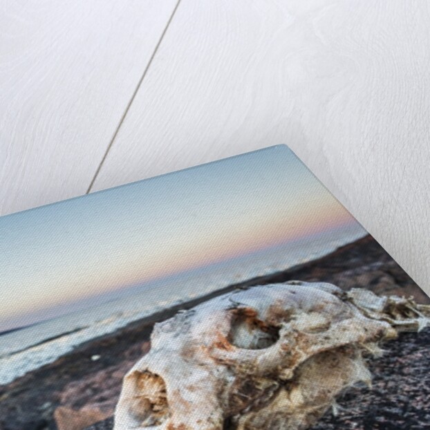 Polar Bear Skull, Hudson Bay, Nunavut, Canada by Anonymous