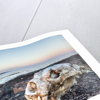 Polar Bear Skull, Hudson Bay, Nunavut, Canada by Anonymous