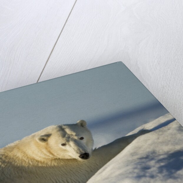 Polar Bear on Iceberg, Hudson Bay, Nunavut, Canada by Anonymous