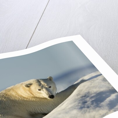 Polar Bear on Iceberg, Hudson Bay, Nunavut, Canada by Anonymous