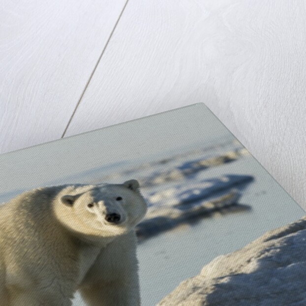 Polar Bear on Iceberg, Hudson Bay, Nunavut, Canada by Anonymous