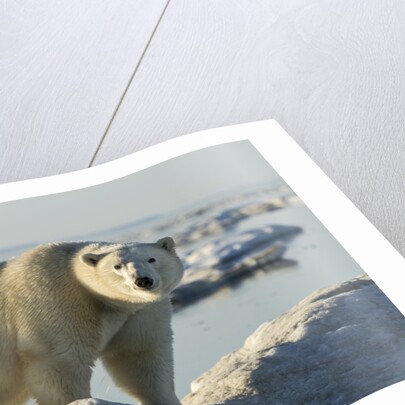 Polar Bear on Iceberg, Hudson Bay, Nunavut, Canada by Anonymous
