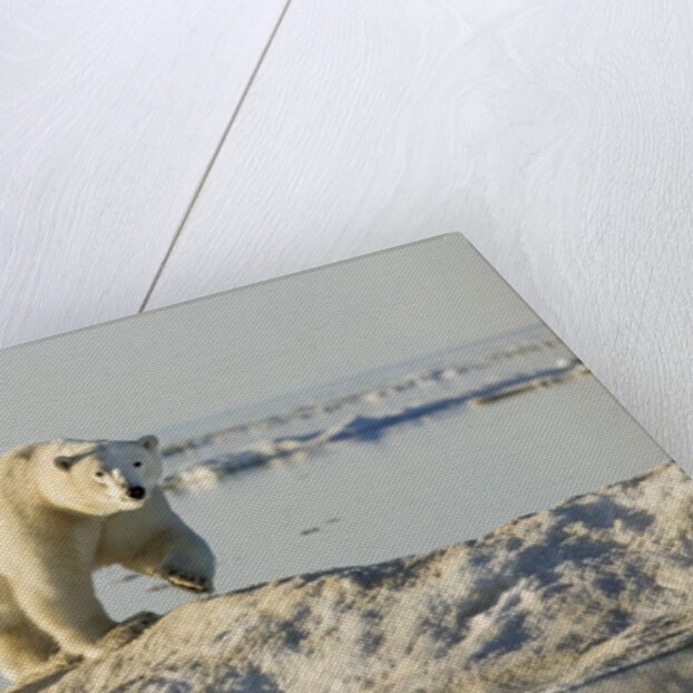 Polar Bear on Iceberg, Hudson Bay, Nunavut, Canada by Anonymous