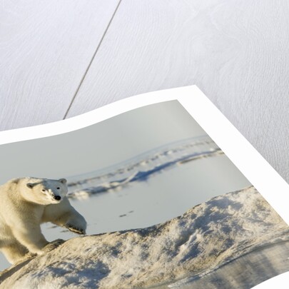 Polar Bear on Iceberg, Hudson Bay, Nunavut, Canada by Anonymous