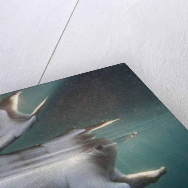 Underwater Polar Bear, Hudson Bay, Nunavut, Canada by Anonymous