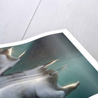Underwater Polar Bear, Hudson Bay, Nunavut, Canada by Anonymous