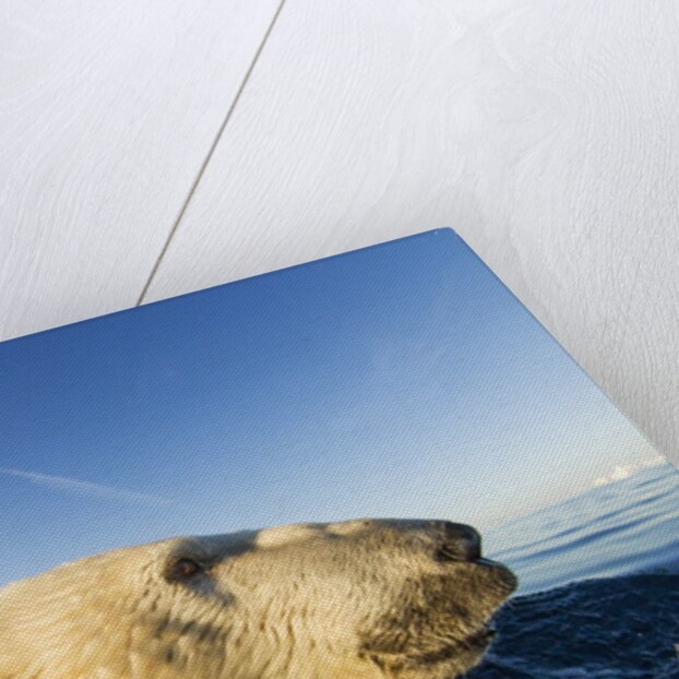Swimming Polar Bear, Hudson Bay, Nunavut, Canada by Anonymous