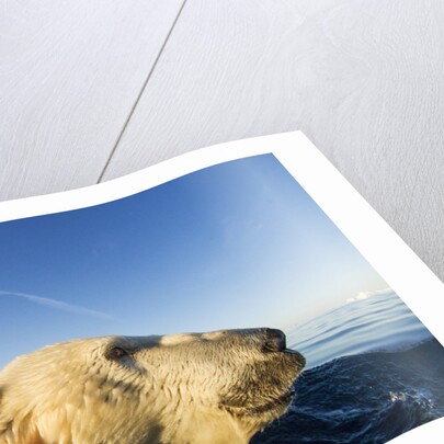 Swimming Polar Bear, Hudson Bay, Nunavut, Canada by Anonymous