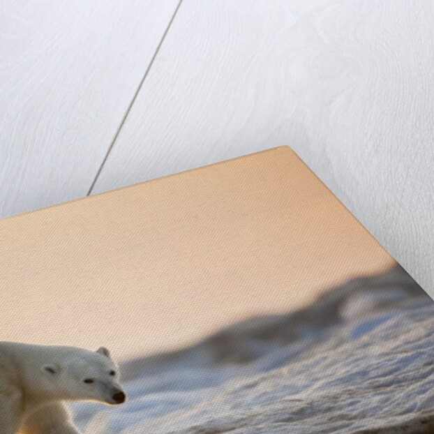 Polar Bear on Sea Ice, Hudson Bay, Nunavut, Canada by Anonymous