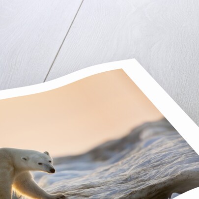 Polar Bear on Sea Ice, Hudson Bay, Nunavut, Canada by Anonymous