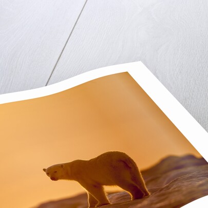 Polar Bear on Sea Ice, Hudson Bay, Nunavut, Canada by Anonymous