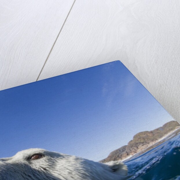 Swimming Polar Bear, Nunavut, Canada by Anonymous
