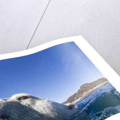 Swimming Polar Bear, Nunavut, Canada by Anonymous