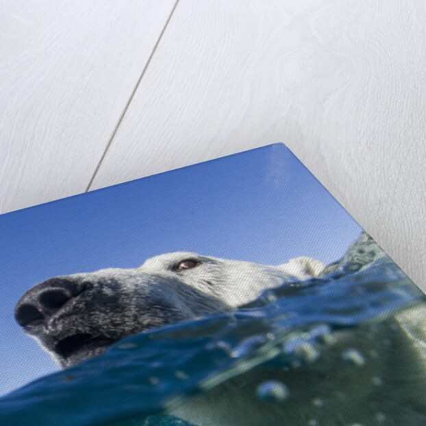 Swimming Polar Bear, Nunavut, Canada by Anonymous