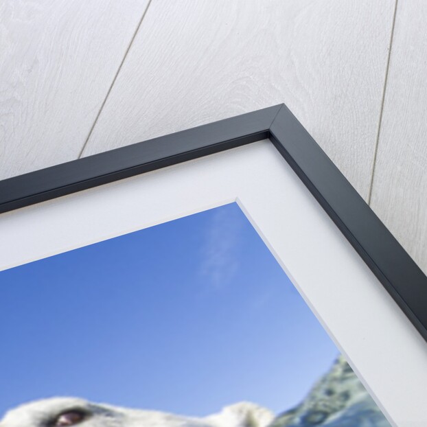 Swimming Polar Bear, Nunavut, Canada by Anonymous