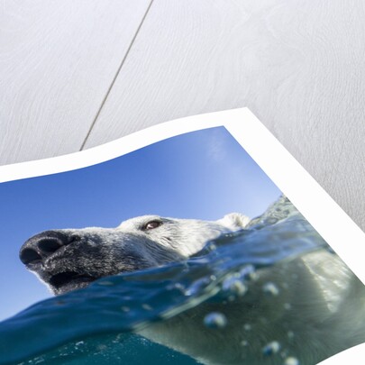Swimming Polar Bear, Nunavut, Canada by Anonymous