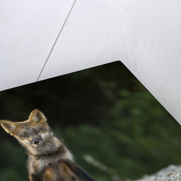 Red Fox, Gillam, Manitoba, Canada by Anonymous