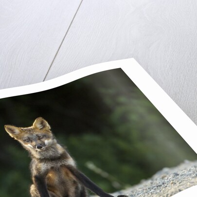 Red Fox, Gillam, Manitoba, Canada by Anonymous
