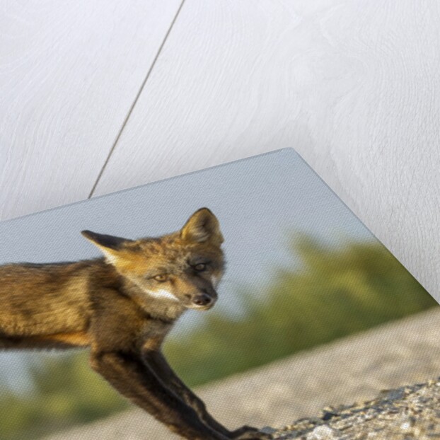 Red Fox, Gillam, Manitoba, Canada by Anonymous