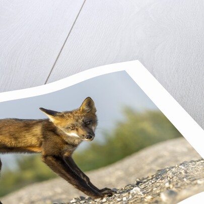 Red Fox, Gillam, Manitoba, Canada by Anonymous
