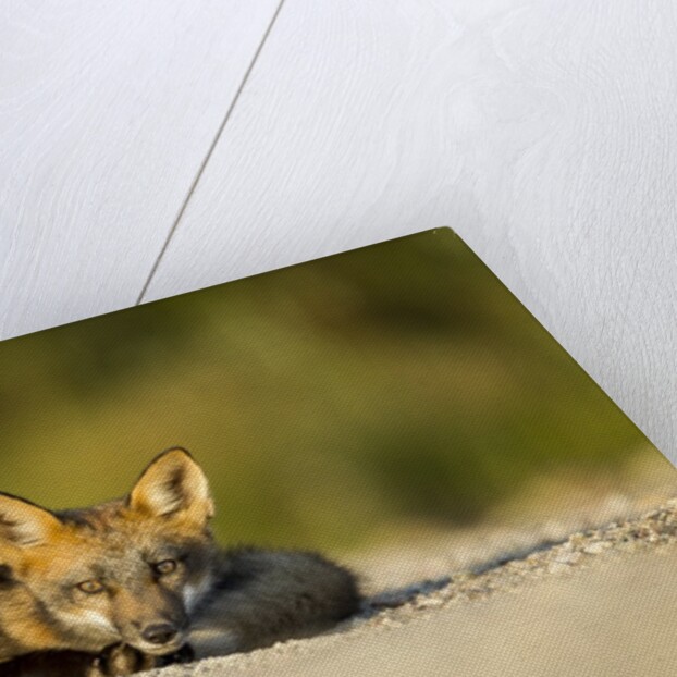 Red Fox, Gillam, Manitoba, Canada by Anonymous
