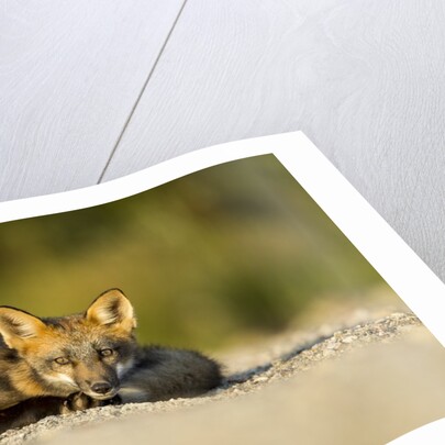 Red Fox, Gillam, Manitoba, Canada by Anonymous