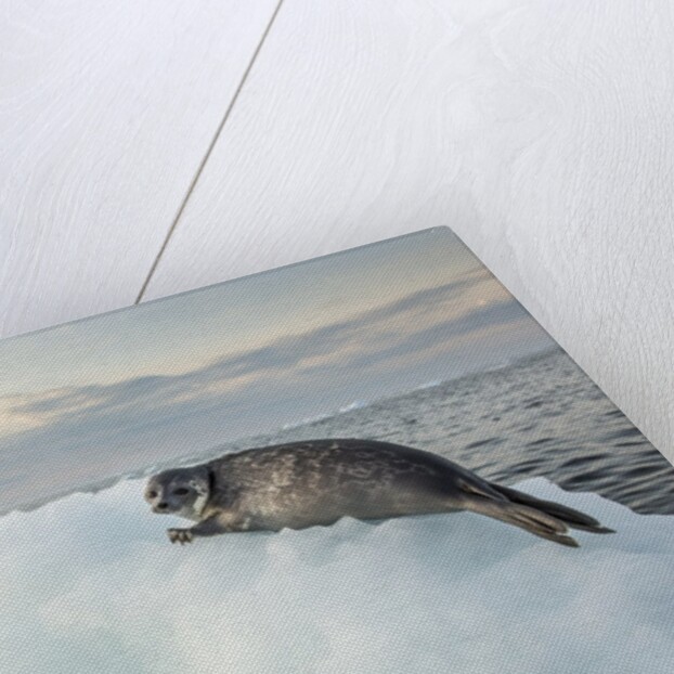 Ringed Seal Pup on Iceberg, Nunavut Territory, Canada by Anonymous