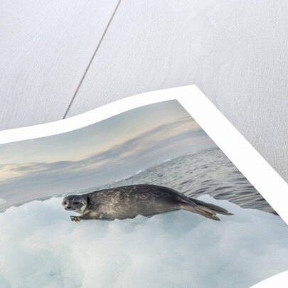 Ringed Seal Pup on Iceberg, Nunavut Territory, Canada by Anonymous