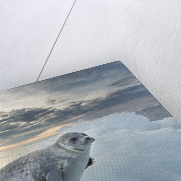 Ringed Seal Pup on Iceberg, Nunavut Territory, Canada by Anonymous