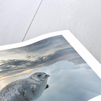Ringed Seal Pup on Iceberg, Nunavut Territory, Canada by Anonymous